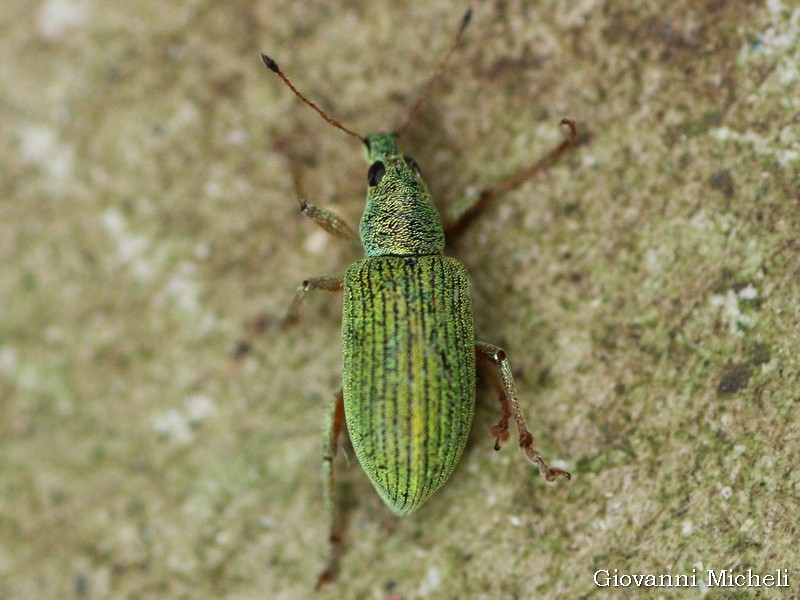 Polydrusus formosus?